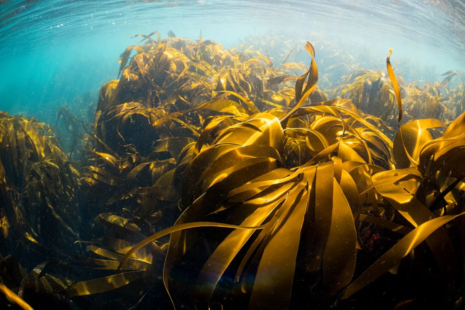 SeaweedSenseAI kelp forest